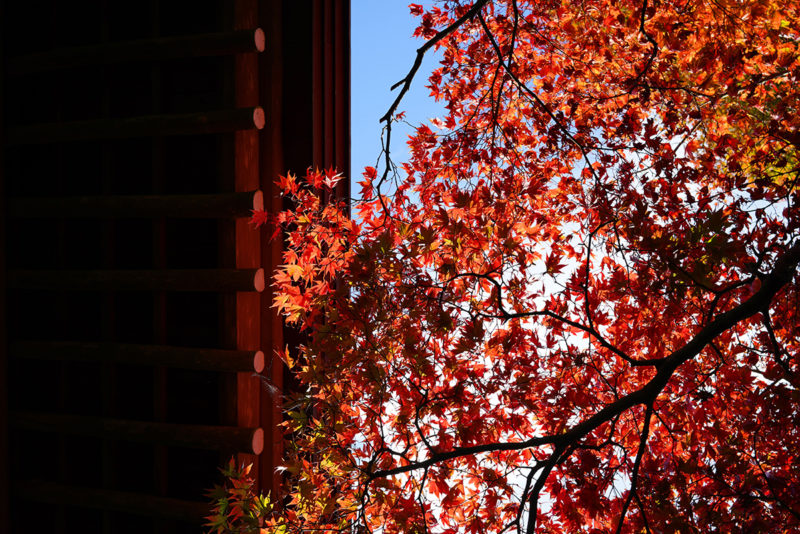 根香寺の紅葉 – Autumn leaves of Negoroji temple