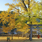 【樹齢600年 天然記念物】岩部八幡神社の大銀杏 – [600 year-old tree / Natural monument]Ginkgo trees of Iwabu Hachiman Shrine