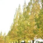 高松空港のメタセコイア並木 – Rows of Metasequoia trees in Sanuki Airport Park