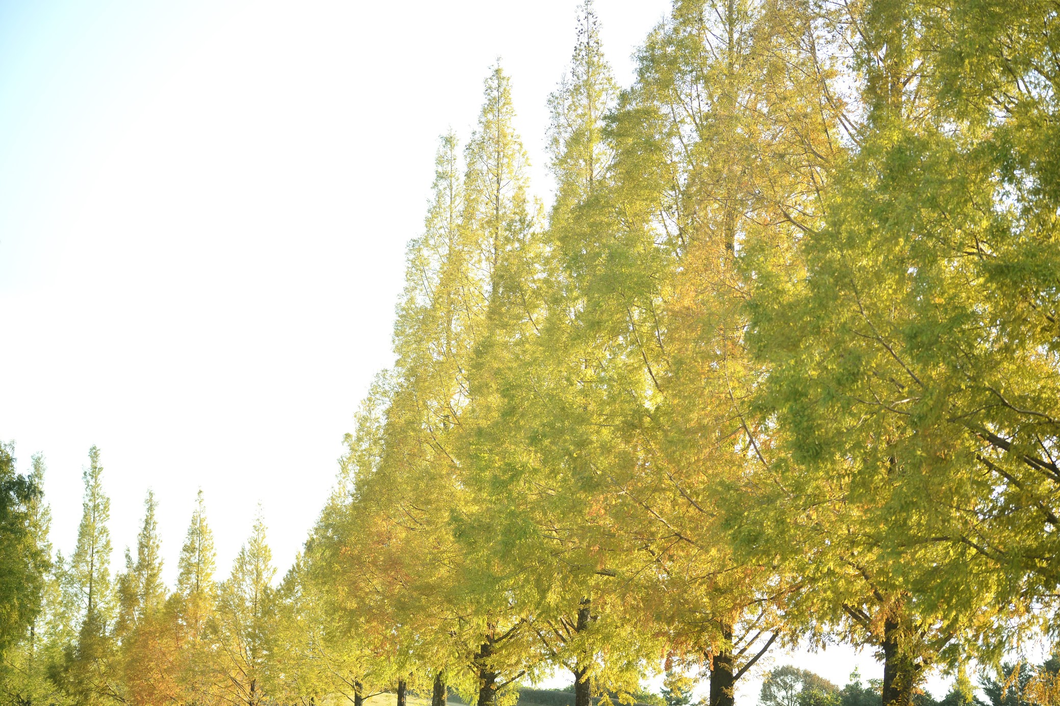 高松空港のメタセコイア並木 – Rows of Metasequoia trees in Sanuki Airport Park | 物語を届けるしごと