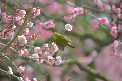 【香川 2/20-21】栗林公園の梅が見頃です。江戸時代から親しまれてきた梅園 - [Kagawa Feb 20-21] Ritsurin Garden Japanese Apricot Trees
