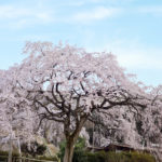 香川県綾川町の堀池のしだれ桜　Weeping cherry of Horiike pond