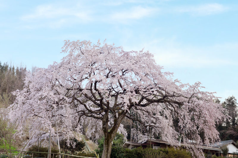 香川県綾川町の堀池のしだれ桜 – Weeping cherry of Horike