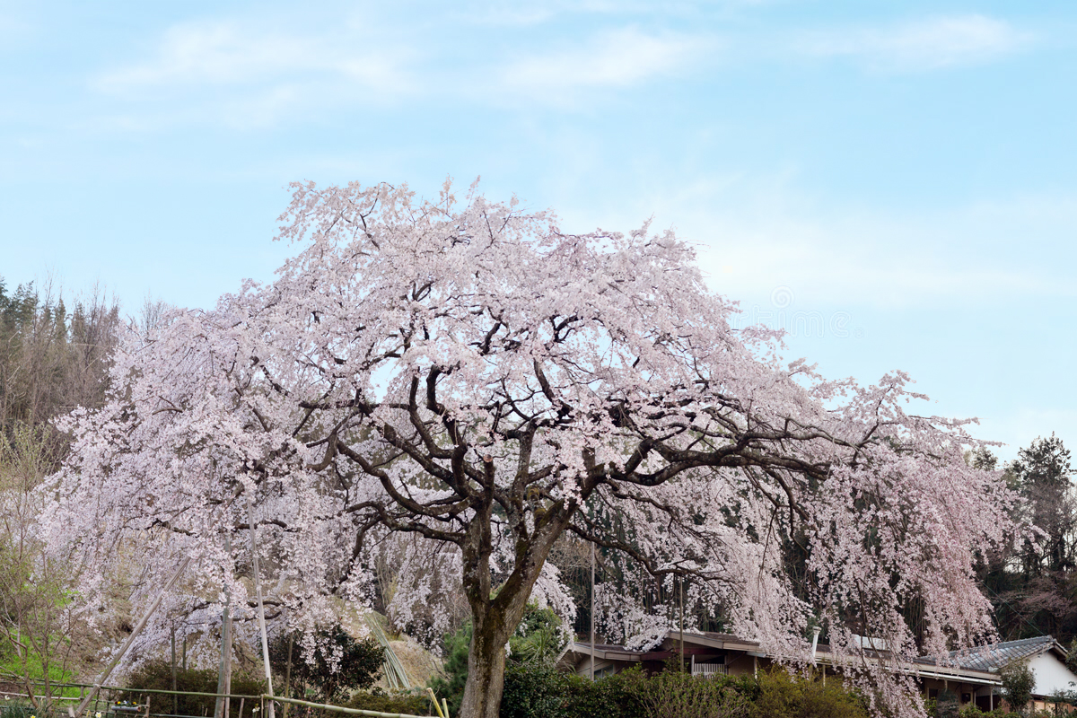 香川県綾川町の堀池のしだれ桜 Weeping Cherry Of Horike 物語を届けるしごと