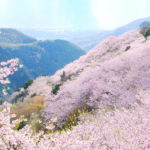 八千本、桜の山、八百萬神之御殿の桜 – 8,000 cherry trees “Yaoyorozu no Kamino Goten”