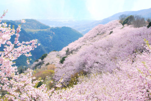 八千本、桜の山、八百萬神之御殿の桜 - 8,000 cherry trees "Yaoyorozu no Kamino Goten"