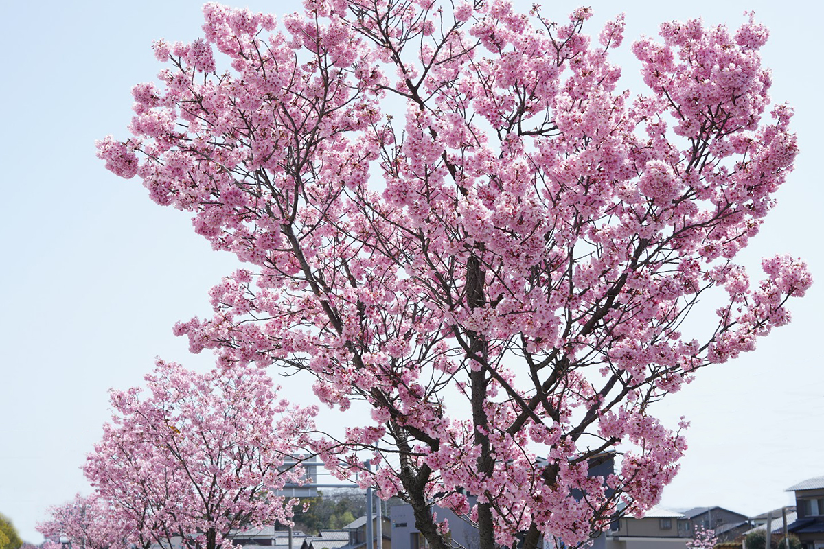 瀬戸内の桜『陽光桜（ヨウコウザクラ）』 – Yoko Sakura cherry trees