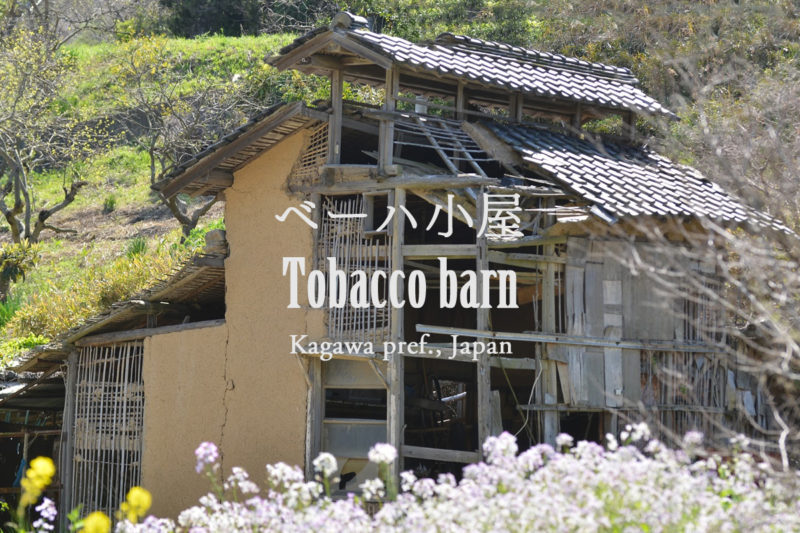 ベーハ小屋 – Tobacco barn