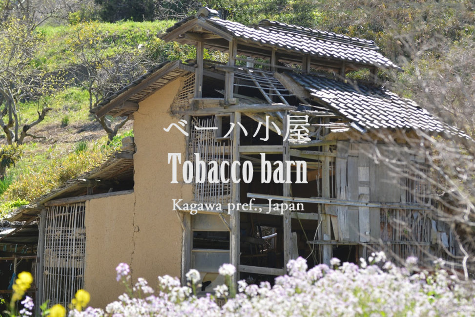 瀬戸内海、粟島（香川県三豊市）ベーハ小屋 – Tobacco barn