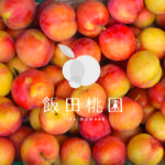 【香川】古くからお遍路さんの喉を潤してきた桃『飯田桃園』 –  [Kagawa] Plum and Peach orchard “Īda Peach Farm”