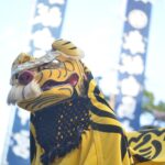 【香川県指定民俗文化財】白鳥神社の虎獅子『虎頭の舞』 – [Kagawa] The Tiger Dance of Shirotori shrine