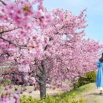 【香川】川沿いをピンクに彩る80本の桜。湊川『河津桜ロード』 – [Kagawa] Kawazu Cherry Blossom Road
