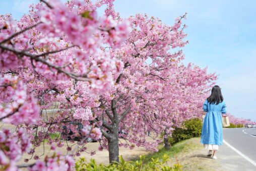 【香川】川沿いをピンクに彩る80本の桜。湊川『河津桜ロード』 - [Kagawa] Kawazu Cherry Blossom Road