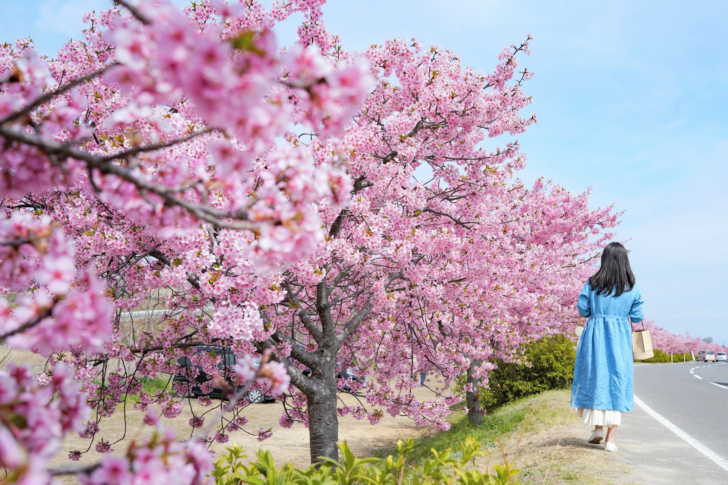 川津桜 