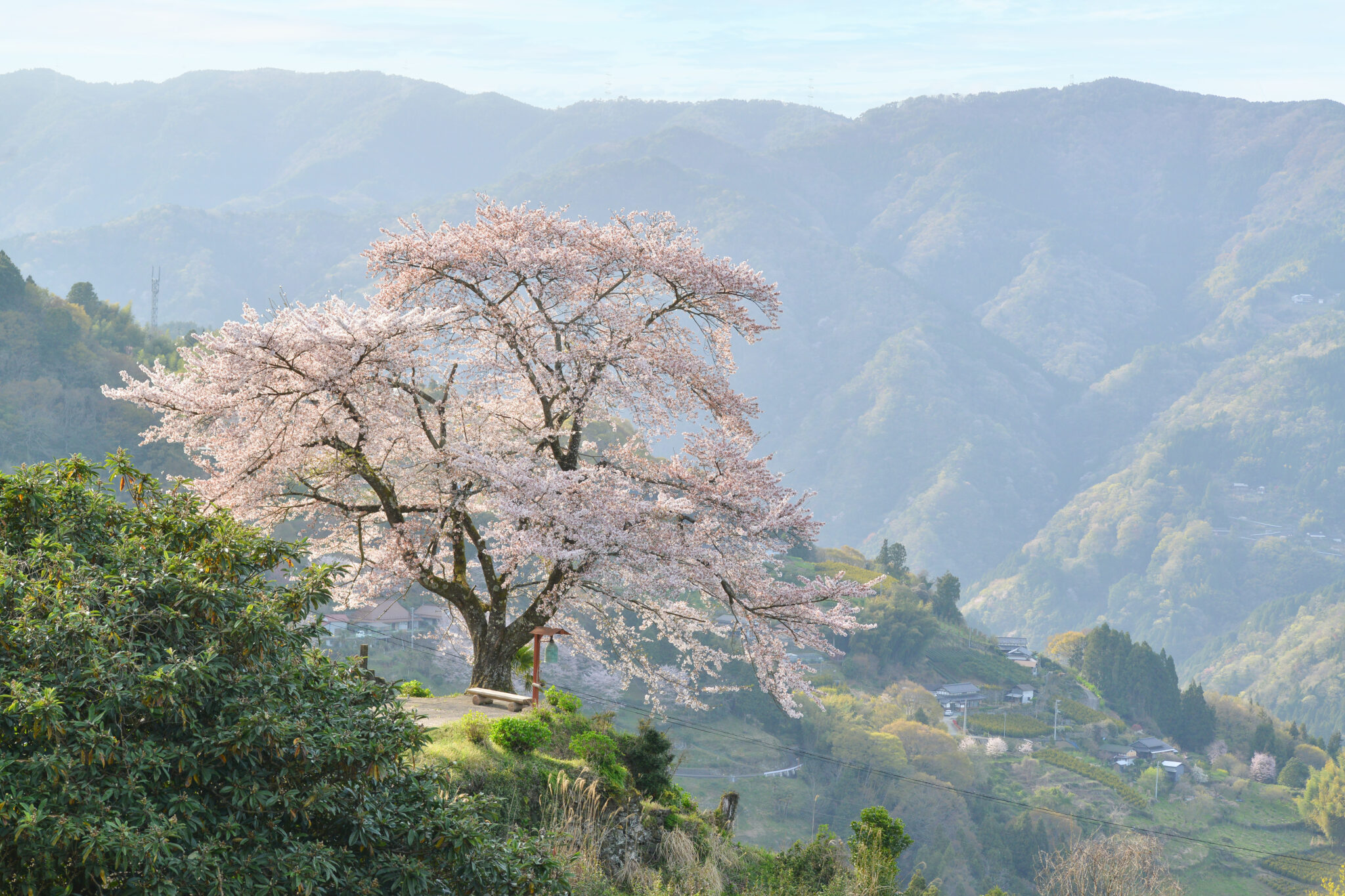 信正の一本桜 – a cherry tree at Nobumasa