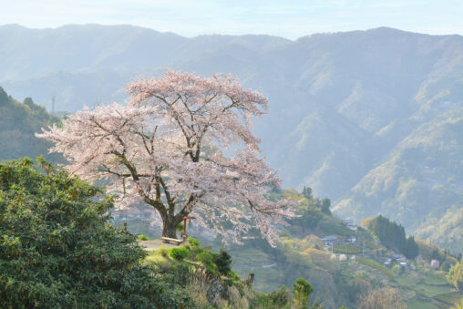 【徳島】信正の一本桜 - [Tokushima] a cherry tree at Nobumasa