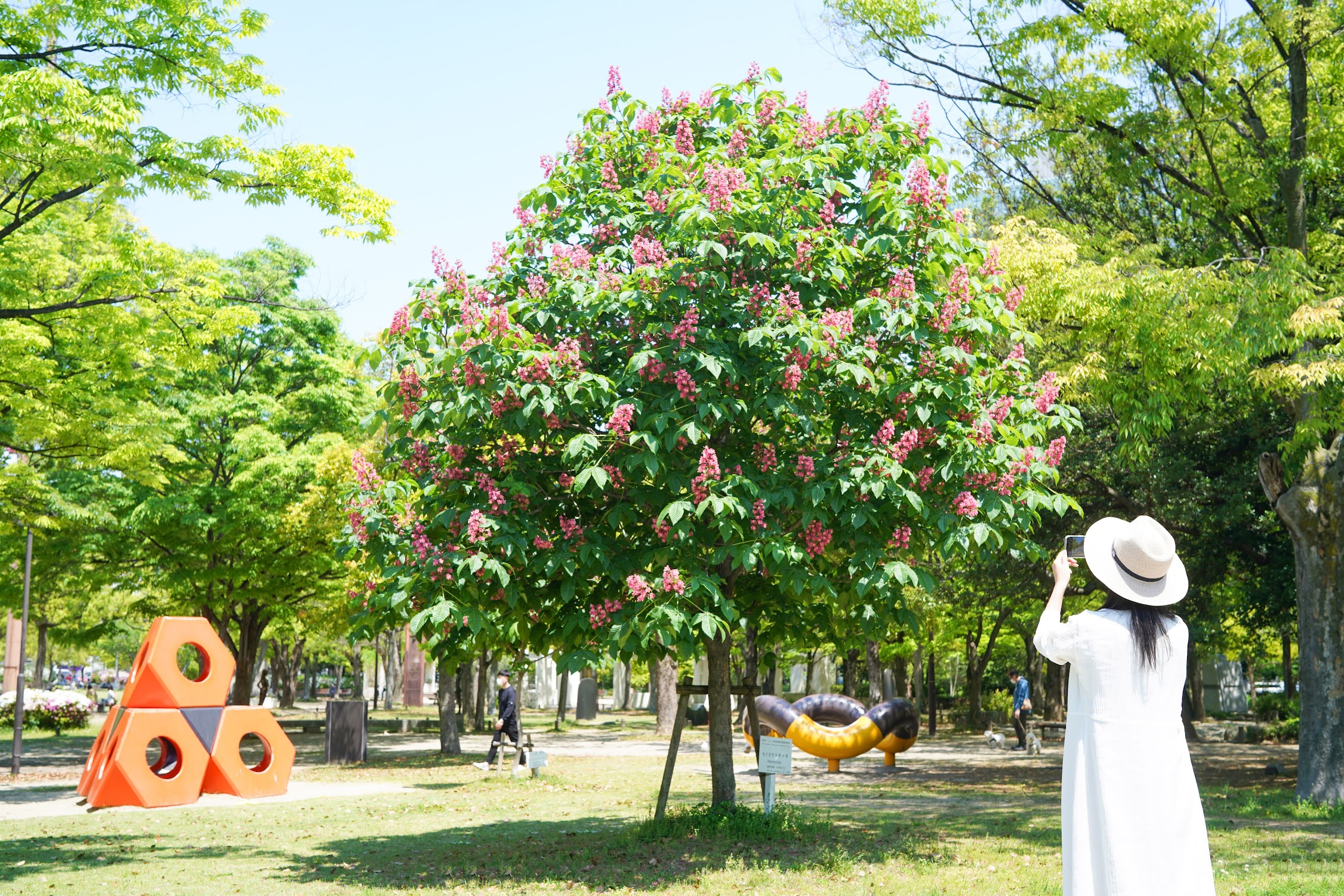 マロニエの並木が窓辺に見えてた Foliage And Flowers Of Marronnier 物語を届けるしごと