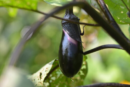 Aki City, Kochi Prefecture, is Japan's largest producer of winter/spring aubergines.