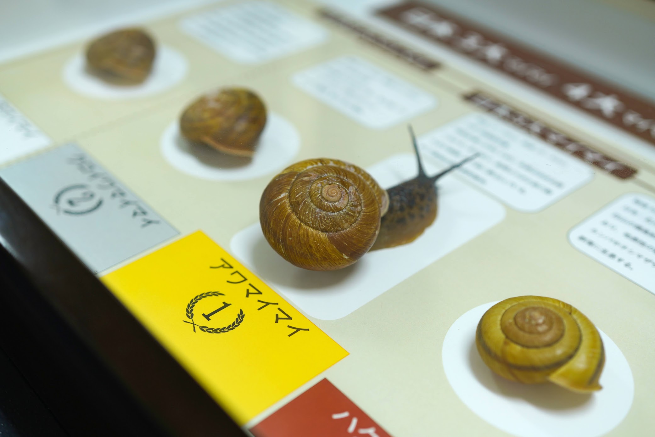 マイマイは美味いのか 人とカタツムリの関係史 | 盛口 満 |本