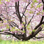 【香川】吉津の河津桜 – Kawazu Cherry Blossoms of Yoshizu