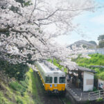 【香川】ことでんでお花見。挿頭丘駅（かざしがおかえき） – [Kagawa] Kazashigaoka station of Kotoden