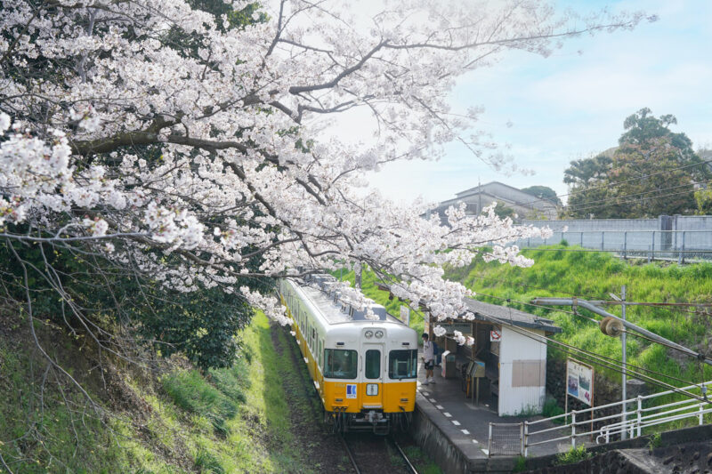 【香川】ことでんでお花見。挿頭丘駅（かざしがおかえき） – [Kagawa] Kazashigaoka station of Kotoden