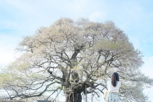 【日本名木百選、岡山県天然記念物】高台にそびえる大きな一本桜、醍醐桜 - [Okayama] Daigo cherry tree