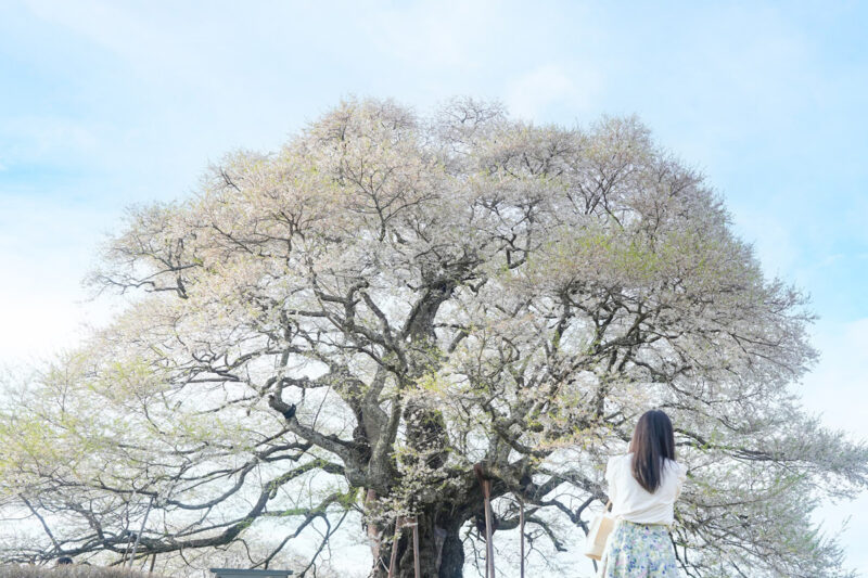 【日本名木百選、岡山県天然記念物】高台にそびえる大きな一本桜、醍醐桜 – [Okayama] Daigo cherry tree