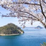 【香川】瀬戸内海、大崎の鼻の桜 – [Kagawa] Cherry Blossoms of Osaki no hana, Setouchi