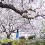 【香川】桃太郎伝説の残る『鬼ヶ塚』の桜 – [Kagaawa] Cherry blossoms at Onigazuka, where the legend of Momotaro remains.