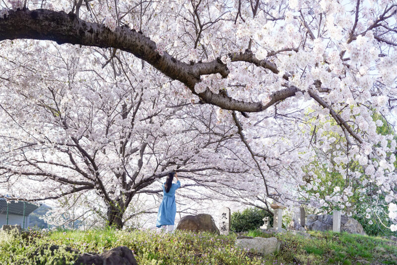 【香川】桃太郎伝説の残る『鬼ヶ塚』の桜 – [Kagaawa] Cherry blossoms at Onigazuka, where the legend of Momotaro remains.