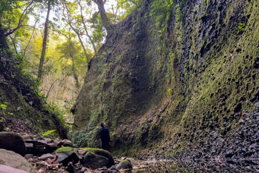 【高知 天然記念物】牧野富太郎さんも訪れた『伊尾木洞』のシダ群落 - [Kochi Natural monument] Fern colony in "Ioki Cave", visited by Tomitaro Makino.