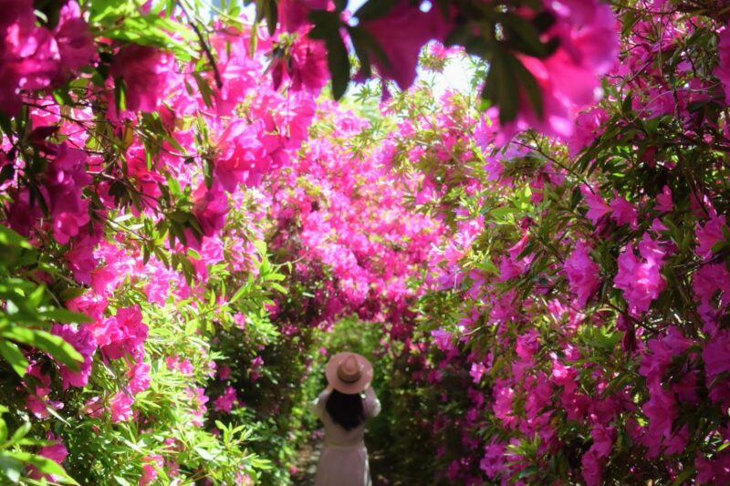 つつじのトンネル。仏生山公園 – Azalea tunnel, Bussyouzan Park　