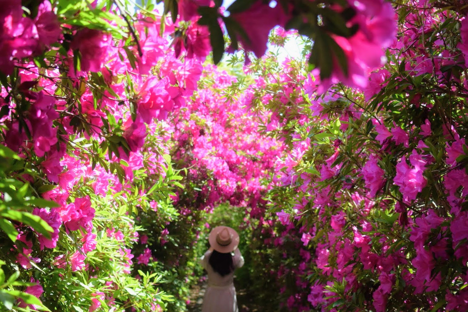 香川】つつじのトンネル。仏生山公園 – [Kagawa] Azalea tunnel