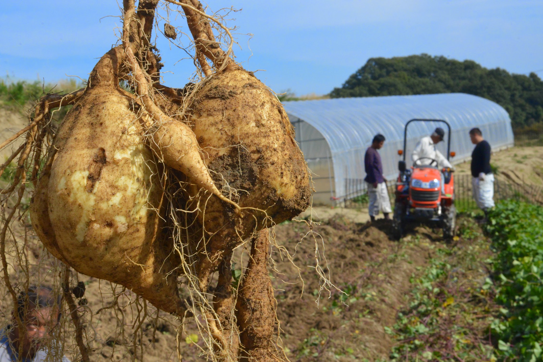 新居大島でしか出ない味、幻の白いも – Precious white sweet potato