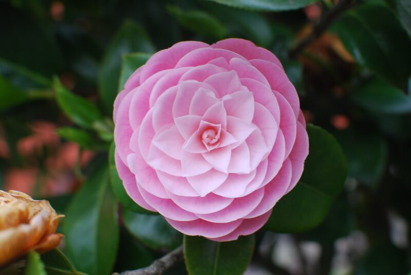 まるで和菓子の練り切りのような美しさ。乙女椿 （おとめつばき） – Camellia “Pink Perfection”