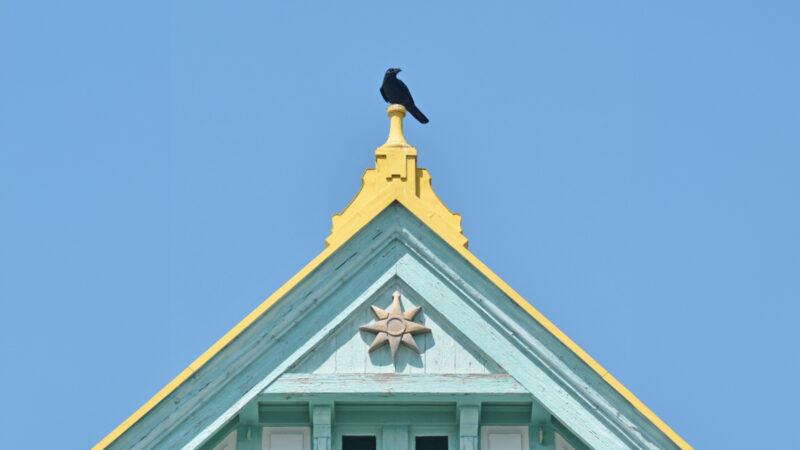 カラス 粟島 海洋記念館 - Raven, Awashima Marine Memorial Museum.