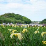 【香川】約1万5千株のハナショウブ『亀鶴公園』 –  [Kagawa] Kikaku park,  15,000 Japanese iris