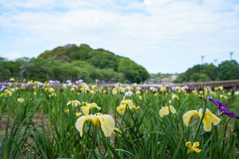 【香川】約1万5千株のハナショウブ『亀鶴公園』 –  [Kagawa] Kikaku park,  15,000 Japanese iris