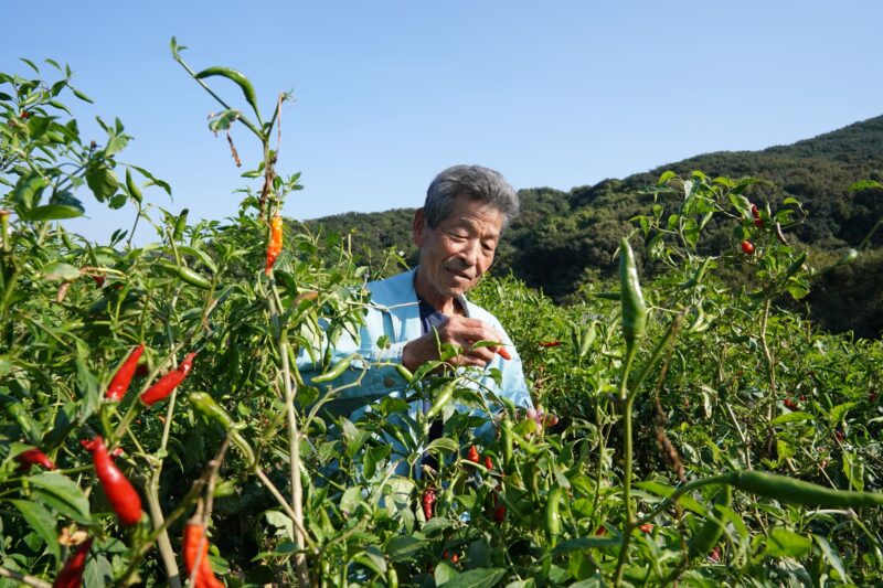 瀬戸内海・塩飽諸島に伝わるトウガラシ『香川本鷹』 – Kagawa Hontaka’, a red pepper from the Shiwaku Islands of Seto Inland Sea