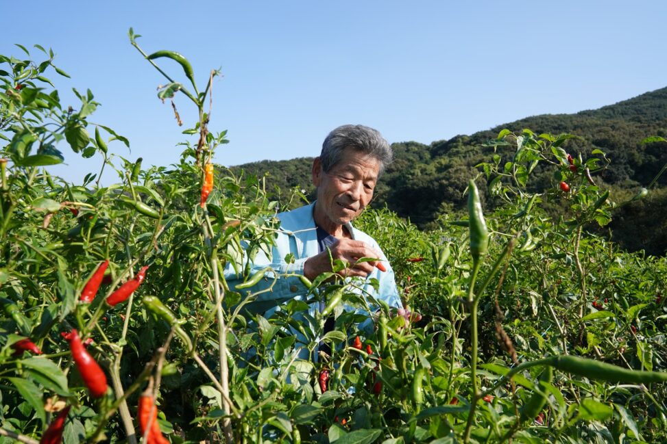 瀬戸内海・塩飽諸島に伝わるトウガラシ『香川本鷹』 - Kagawa Hontaka', a red pepper from the Shiwaku Islands of Seto Inland Sea