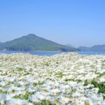 【香川】浦島伝説が残る荘内半島の花畑『フラワーパーク浦島』 – [Kagawa] Flower park Urashima
