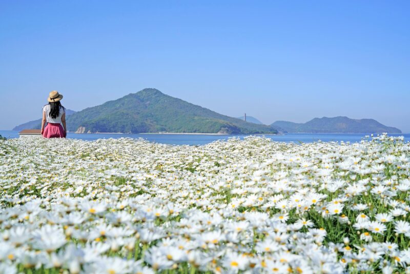 【香川】浦島伝説が残る荘内半島の花畑『フラワーパーク浦島』 – [Kagawa] Flower park Urashima