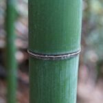 香川は竹の国でした – Kagawa was a land of bamboo.