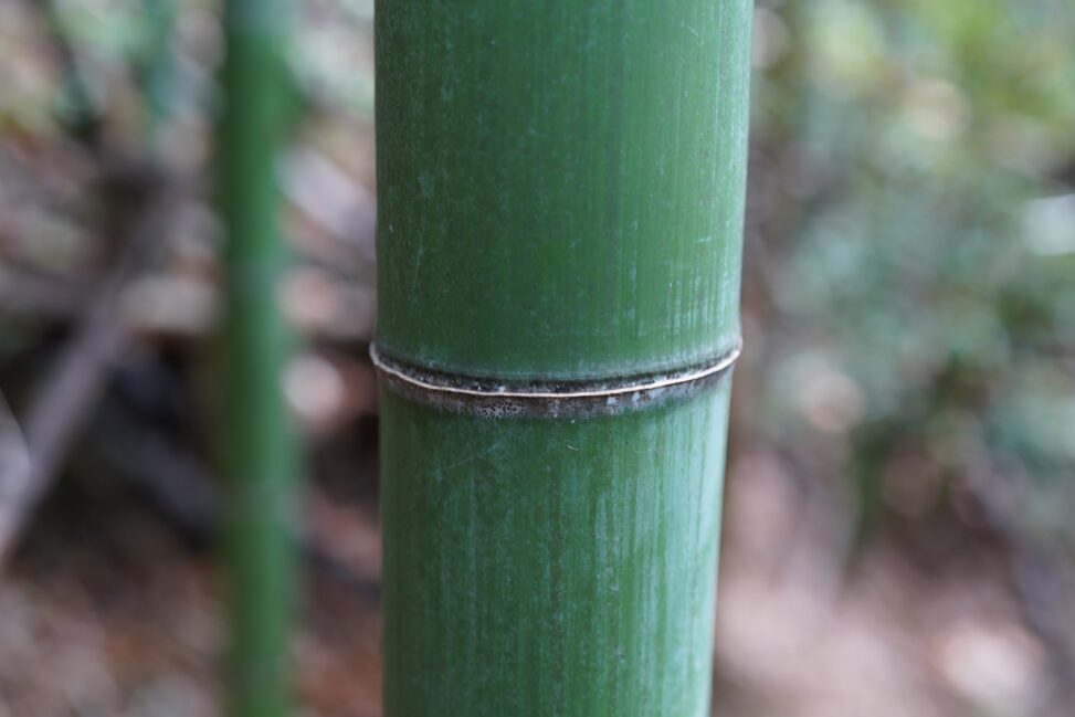 香川は竹の国でした - Kagawa was a land of bamboo.