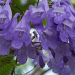 ジャカランダ（紫雲木） – Jacaranda﻿
