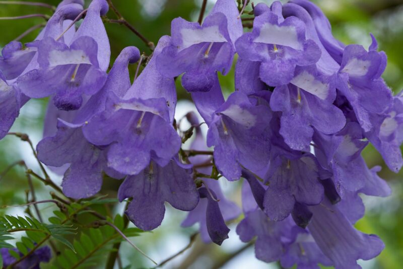 ジャカランダ（紫雲木） – Jacaranda﻿