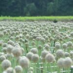 ネギ坊主がつくるランドスケープ。香川県のたまねぎの種子産業 – The landscape created by Leek Head. The onion seed industry in Kagawa Prefecture.