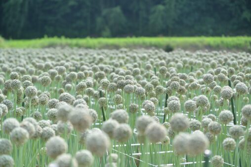ネギ坊主がつくるランドスケープ。香川県のたまねぎの種子産業 - The landscape created by Leek Head. The onion seed industry in Kagawa Prefecture.