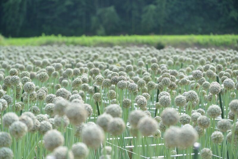 ネギ坊主がつくるランドスケープ。香川県のたまねぎの種子産業 – The landscape created by Leek Head. The onion seed industry in Kagawa Prefecture.